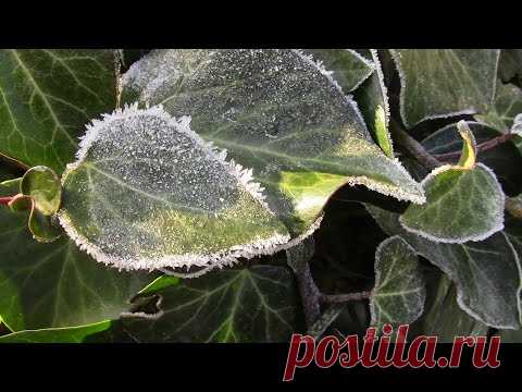 ПЛЮЩ ВЕЧНОЗЕЛЁНЫЙ. КАКУЮ ТЕМПЕРАТУРУ ВЫДЕРЖИВАЕТ ПЛЮЩ!?