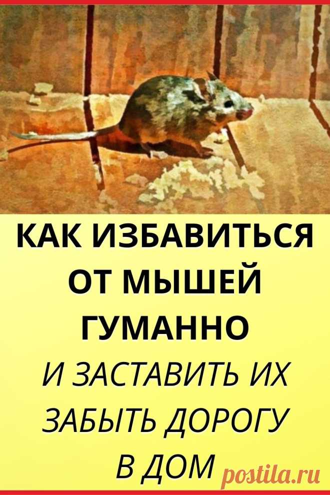 Как избавиться от мышей гуманно и заставить их забыть дорогу в дом