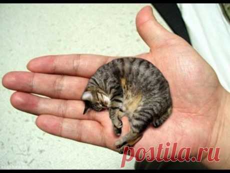 САМАЯ МАЛЕНЬКАЯ КОШКА В МИРЕ - КТО ЖЕ ОНА?
