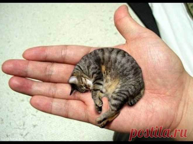 САМАЯ МАЛЕНЬКАЯ КОШКА В МИРЕ - КТО ЖЕ ОНА?