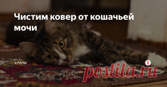 Чистим ковер от кошачьей мочи Затронем сегодня немаловажную тему для многих хозяев, воспитывающих домашних животных. Уход за коврами. Да, это отдельная тема для разговора.