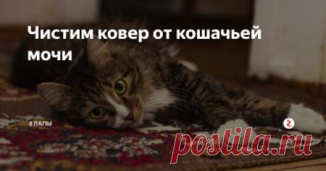 Чистим ковер от кошачьей мочи Затронем сегодня немаловажную тему для многих хозяев, воспитывающих домашних животных. Уход за коврами. Да, это отдельная тема для разговора.