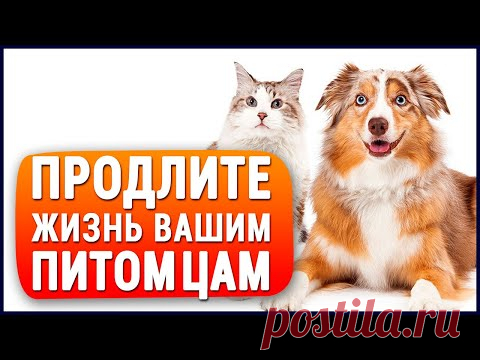 Единственный в мире КОРМ для кошек и собак, который продлевает жизнь и избавляет от многих болезней!