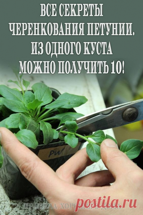 (57) Pinterest