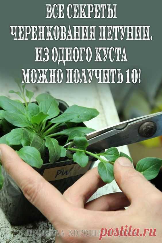 (57) Pinterest