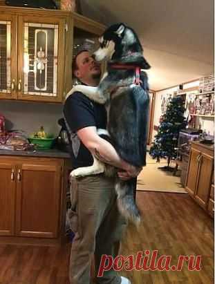 И так каждый раз, когда в доме работает пылесос...)))