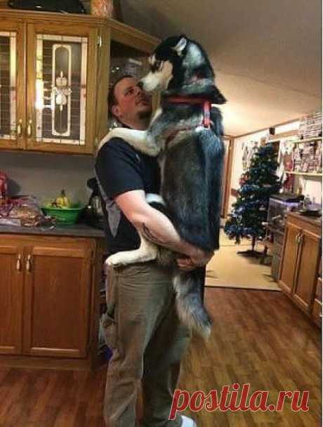 И так каждый раз, когда в доме работает пылесос...)))