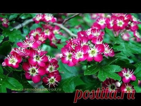 Боярышник однопестичный "Пуницея"/Crataegus monogyna "Punicea" - YouTube