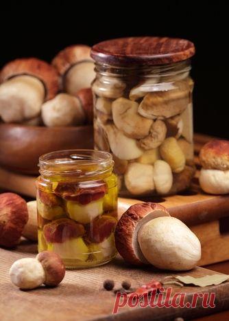 Три дореволюционных рецепта соления грибов | Публикации | Вокруг Света