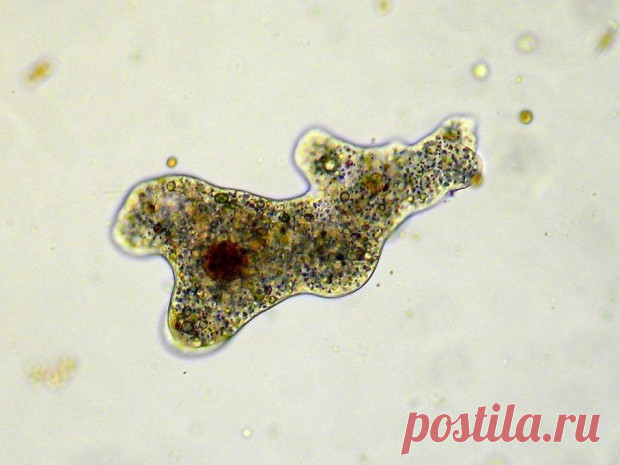 10 живых существ, которые могут пережить ядерную войну