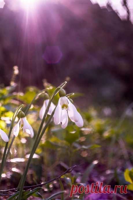 Сегодняшней ночью на землю падали звёзды.
Первый весенний звездопад...
Сгорая по пути, звёзды осыпались на землю хрустальным дождём.
Упав, прожигали снег, с тихим шипением вплавлялись в землю.
Наутро на местах падения звёздных осколков подняли головки подснежники...
