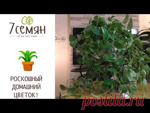 УДИВИТЕЛЬНЫЙ КОМНАТНЫЙ ЦВЕТОК СЦИНДАПСУС УКРАСИТ ВАШ ДОМ!!!