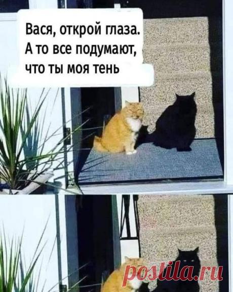 Разные картинки во вторник. С котами - ЯПлакалъ