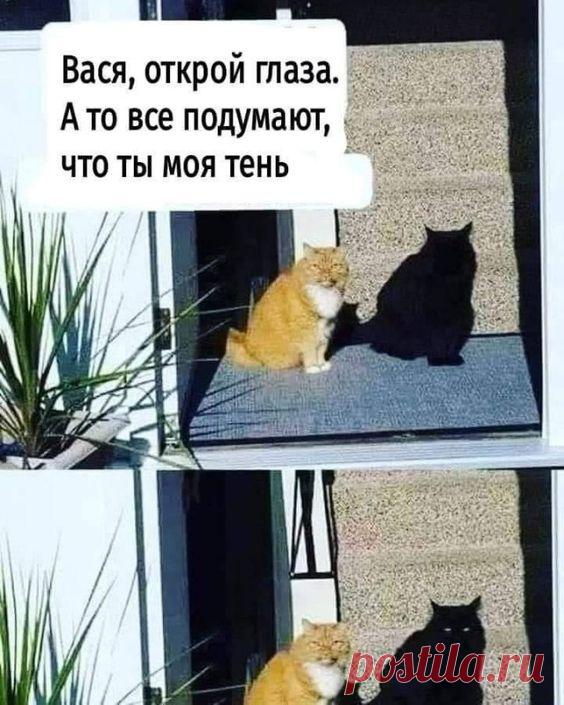 Разные картинки во вторник. С котами - ЯПлакалъ