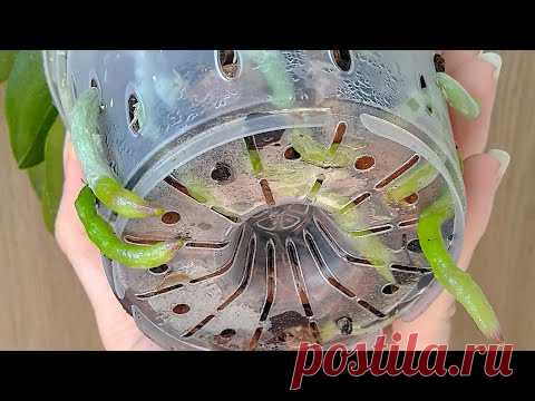 ПРОЛЕЙТЕ орхидеи ТАК! КОРНИ ЛЕЗУТ ИЗ ГОРШКА, листья ШИК! КИСЛОТА❤️ для ПОЛИВА орхидеи!