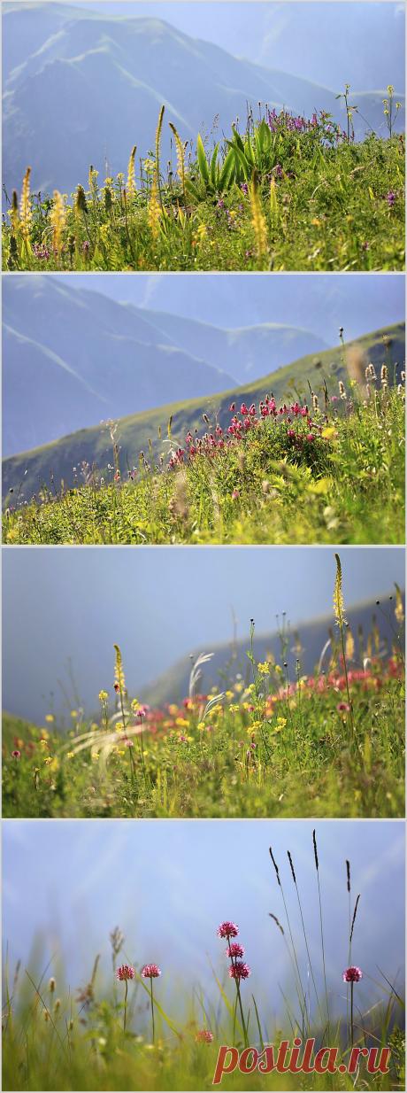 Горное разнотравье
Людмила Сан