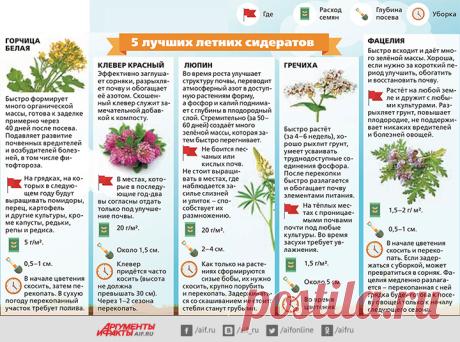 5 лучших летних сидератов. Инфографика | Огород | Дача | Аргументы и Факты