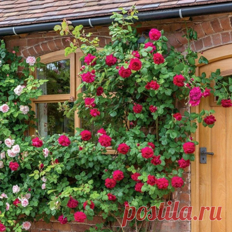 Школа цветоводства 🌸 Наш дом всегда в цветах 🌸