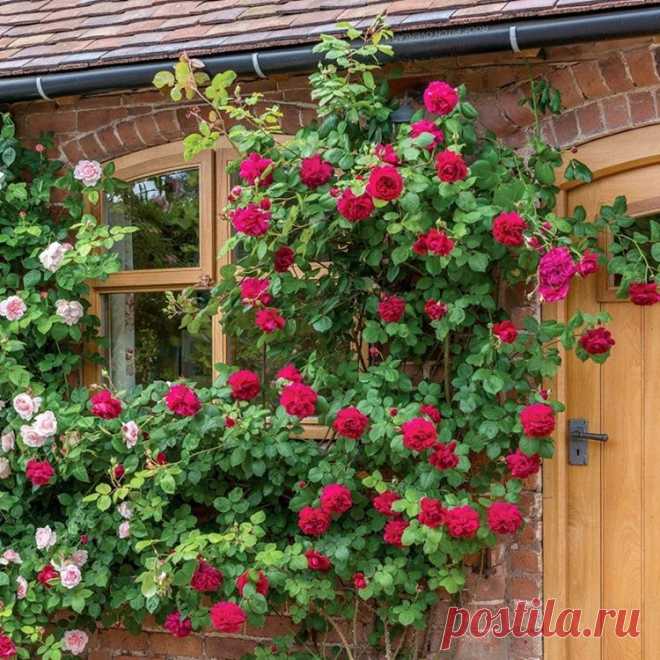Школа цветоводства 🌸 Наш дом всегда в цветах 🌸