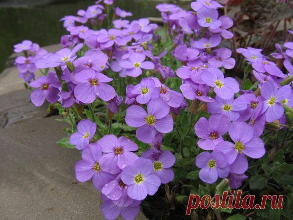 10 лучших весеннецветущих почвопокровных растений для солнечных участков