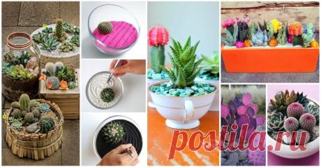 15+ Awesome Mini Cactus Gardens
