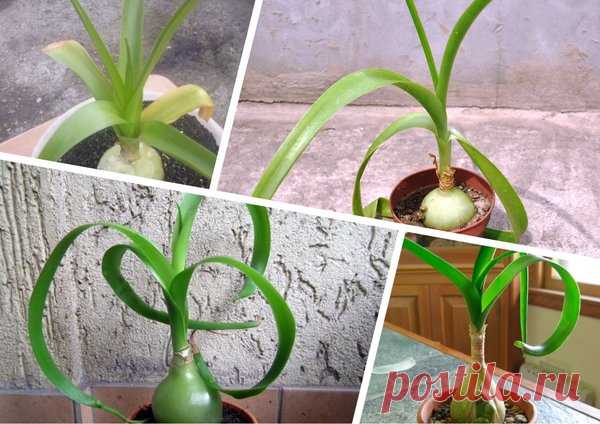 Лечебные «стрелы» индийского лука | Дары природы | Яндекс Дзен