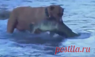 Хозяин питбуля был шокирован, увидев, что его пес вытаскивает из воды…