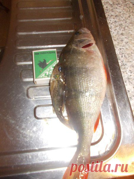 Всем здарова! / Богатая добыча