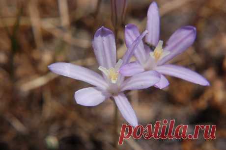 Комнатная бродиэя — роскошные синие акценты в интерьере. Виды. Уход в домашних условиях — Ботаничка.ru