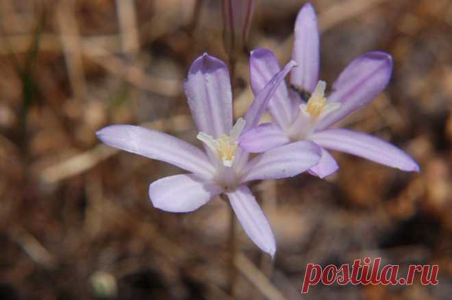 Комнатная бродиэя — роскошные синие акценты в интерьере. Виды. Уход в домашних условиях — Ботаничка.ru