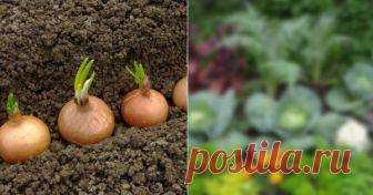 Эти овощи жить друг без друга не могут, только рядом! Такое соседство принесет… 









Многолетняя практика выращивания овощей показала, что некоторые из них хорошо растут вместе, а некоторые только мешают друг другу. Есть такие овощи, зелень и цветы, которые способствуют рост…