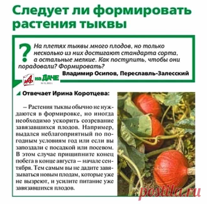 Следует ли формировать растения тыквы