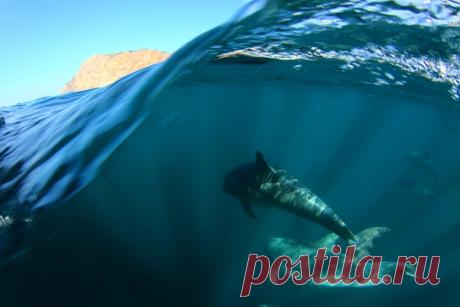 Дельфины-афалины охотятся и играют в открытом море недалеко от Балаклавы. Снимок сделал Егор Никифоров: nat-geo.ru/photo/user/35895.