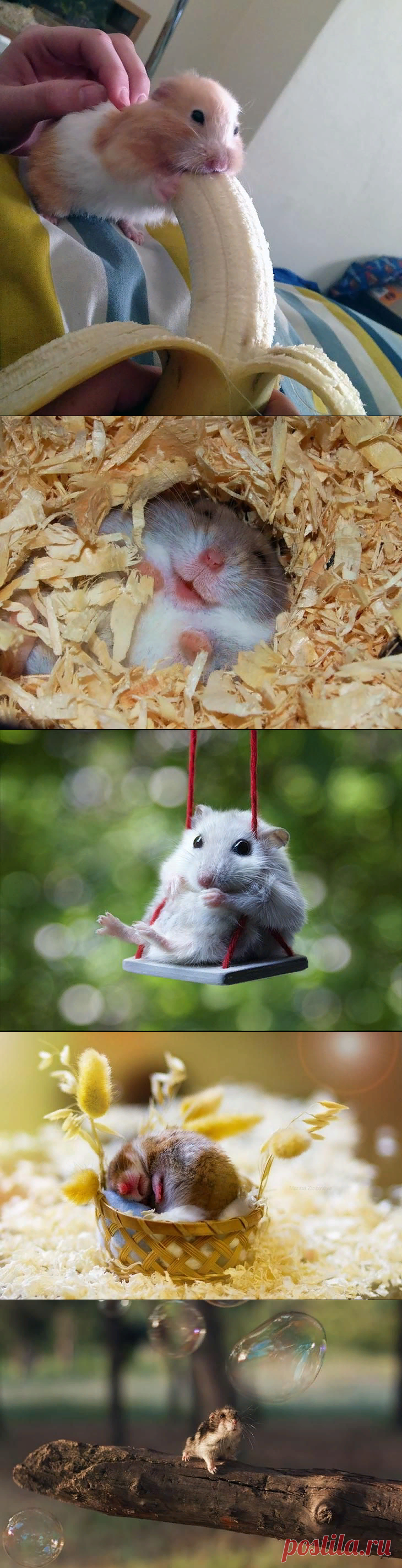 30 милейших хомяков — мимими зашкаливает!
