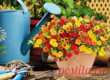 «МИЛЛИОН КОЛОКОЛЬЧИКОВ» ИЛИ КАЛИБРАХОА