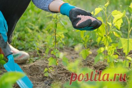 Весенняя подкормка плодовых деревьев и ягодных кустарников | Уход за садом (Огород.ru)