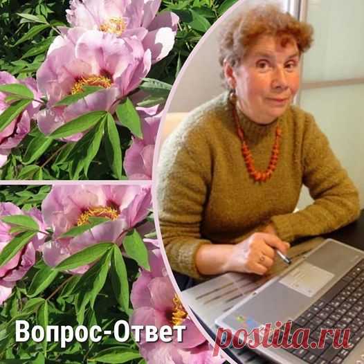 Про древовидные пионы
