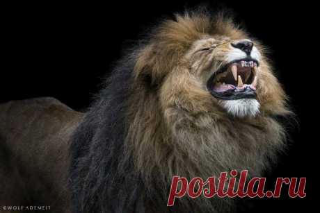 roar by Wolf Ademeit / 500px