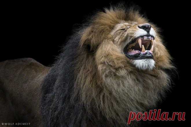 roar by Wolf Ademeit / 500px