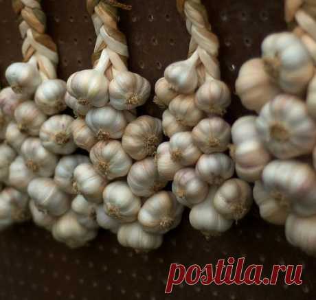 Советы, как сажать чеснок весной.
