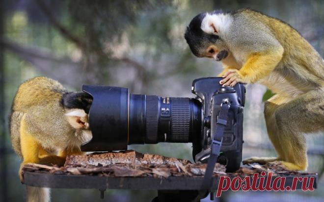 10 НЕОБЫЧНЫХ МЕСТ ДЛЯ НАБЛЮДЕНИЯ ЗА ЖИВОТНЫМИ | Журнал 