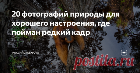 20 фотографий природы для хорошего настроения, где пойман редкий кадр Жюри международного конкурса Nature Photographer of the Year 2020 (NPOTY) объявили имена своих победителей. Титул “Фотограф 2020 года” и главный приз в размере € 3000 получил итальянский фотограф Роберто Марчегиани. Его снимок был сделан в национальном парке национальном парке Накуру, Кения, и изображает жирафа в гуще леса.