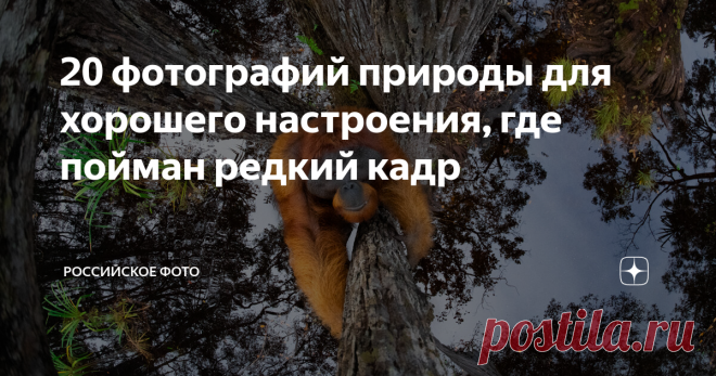 20 фотографий природы для хорошего настроения, где пойман редкий кадр Жюри международного конкурса Nature Photographer of the Year 2020 (NPOTY) объявили имена своих победителей. Титул “Фотограф 2020 года” и главный приз в размере € 3000 получил итальянский фотограф Роберто Марчегиани. Его снимок был сделан в национальном парке национальном парке Накуру, Кения, и изображает жирафа в гуще леса.