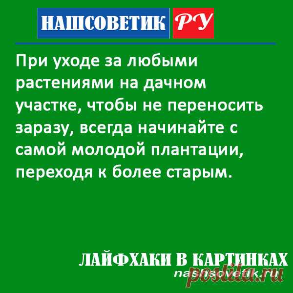 Важное правило ухода за растениями на дачном участке, которое обязательно нужно соблюдать, чтобы защитить растения от болезней.