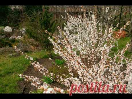 Вишня войлочная. Обрезка весной (Prunus tomentosa)