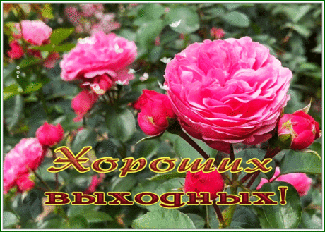 Открытка хороших выходных с великолепными розами