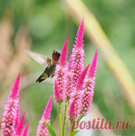 целозия фото цветов: 3 тыс изображений найдено в Яндекс.Картинках