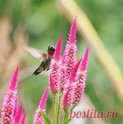 целозия фото цветов: 3 тыс изображений найдено в Яндекс.Картинках