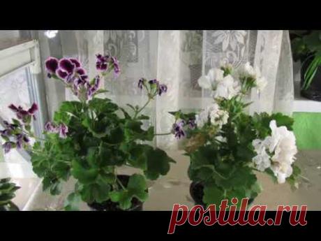 КОРОЛЕВСКАЯ ГЕРАНЬ ОТЦВЕЛА. ЧТО ДЕЛАТЬ ДАЛЬШЕ ?