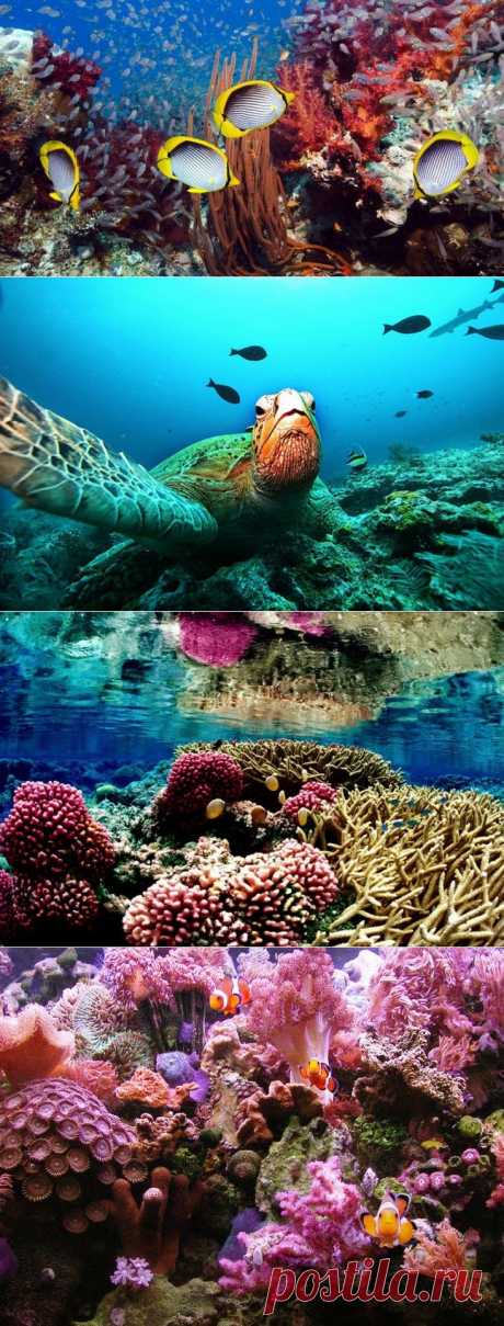 Коралловый риф